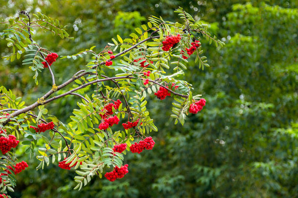 ashberry branches with berries isolated