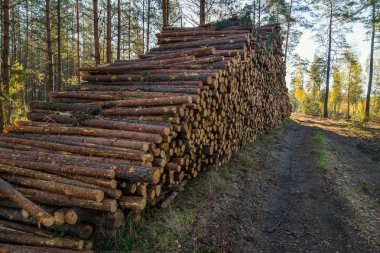 Yasadışı ormansızlaşma, orman bitki alanı. Ağaç ve ahşap kasalar ormandan kestim. Forest yakınındaki kesilmiş ağaç yığını. Orman felling, ahşap sorun, ekoloji kavramı,  