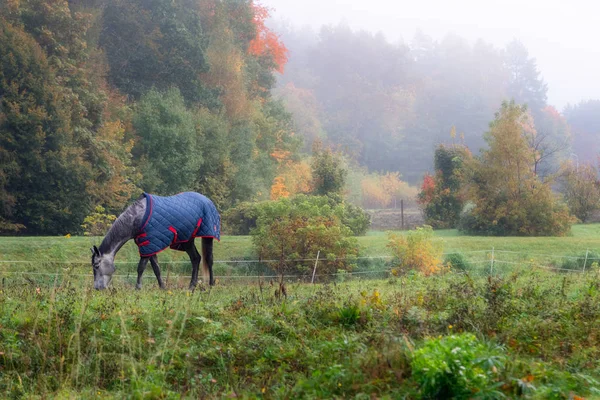 Cheval Généalogique Avec Pelage Mangeant Herbe Entouré Arbres Automne Brumeux — Photo