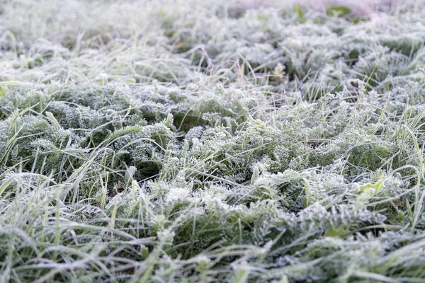 Manhã Cedo Congelado Hoarfrost Grama Início Manhã Outono Plantas Geladas — Fotografia de Stock