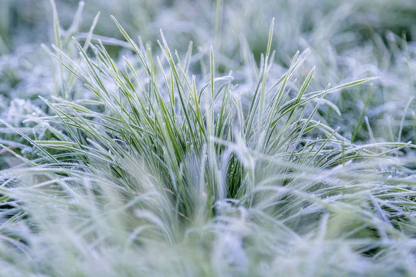 Manhã Cedo Congelado Hoarfrost Grama Início Manhã Outono Plantas Geladas — Fotografia de Stock