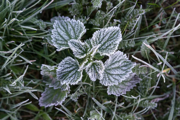 Manhã Cedo Congelado Hoarfrost Grama Início Manhã Outono Plantas Geladas — Fotografia de Stock