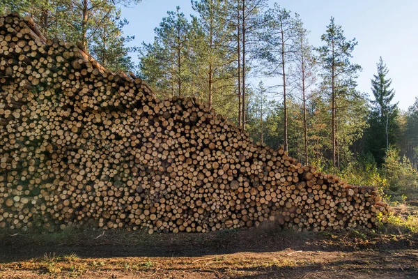 Bereich Der Illegalen Abholzung Der Vegetation Wald Baum Und Stämme — Stockfoto
