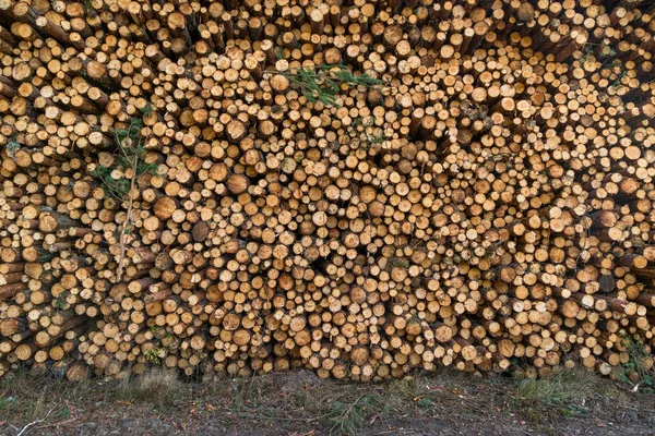 Bereich Der Illegalen Abholzung Der Vegetation Wald Baum Und Stämme — Stockfoto