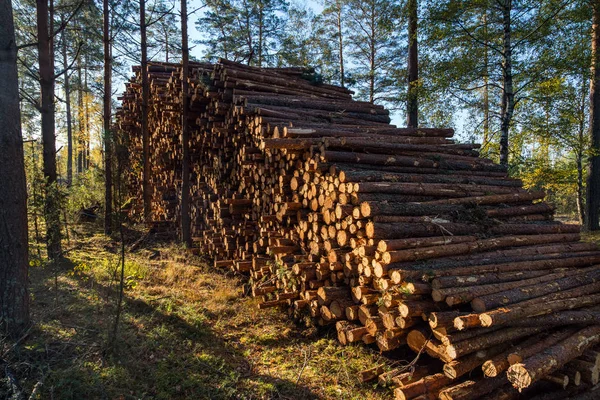 Bereich Der Illegalen Abholzung Der Vegetation Wald Baum Und Stämme — Stockfoto