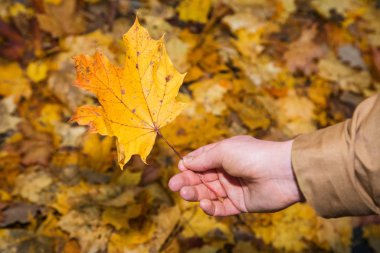 Sarı akçaağaç yaprağı sonbahar yaprakları arka plan arka planı tutan genç adam