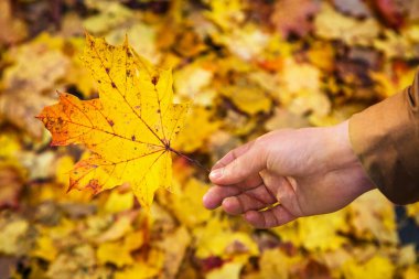 Sarı akçaağaç yaprağı sonbahar yaprakları arka plan arka planı tutan genç adam