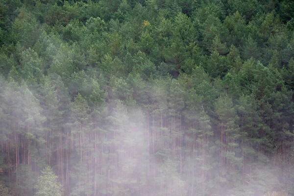 Туманное Туманное Утро Сосновом Лесу Высокий Вид Лес Туманный День — стоковое фото