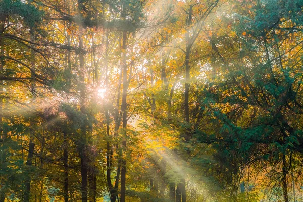 Paysage Automne Chaud Dans Une Forêt Avec Soleil Projetant Beaux — Photo