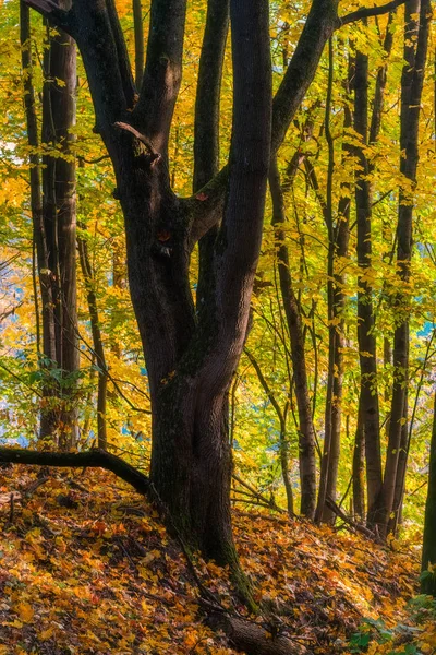 Paysage Automne Tranquille Montrant Magnifique Vieil Arbre Avec Des Feuilles — Photo