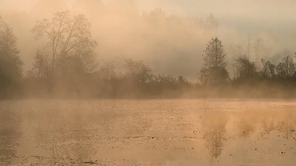 Silhouettes Trees Misty Foggy Morning Lake Shore Europe Beautiful Atmosphere — Stock Photo, Image