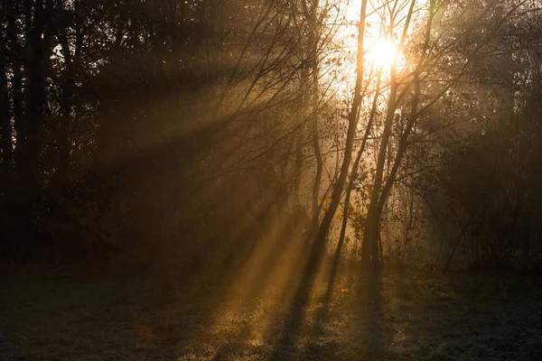 Les Rayons Soleil Doré Pénètrent Travers Les Arbres Tôt Matin — Photo