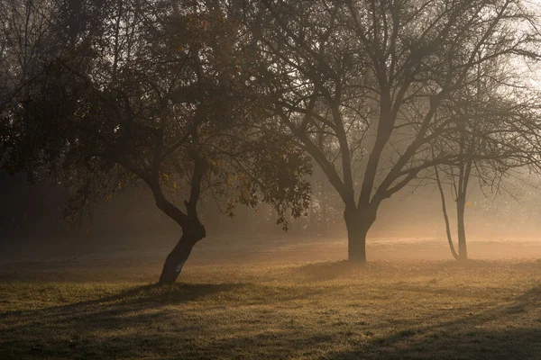 Des Pommiers Par Une Matinée Brumeuse Dans Jardin Lumière Soleil — Photo