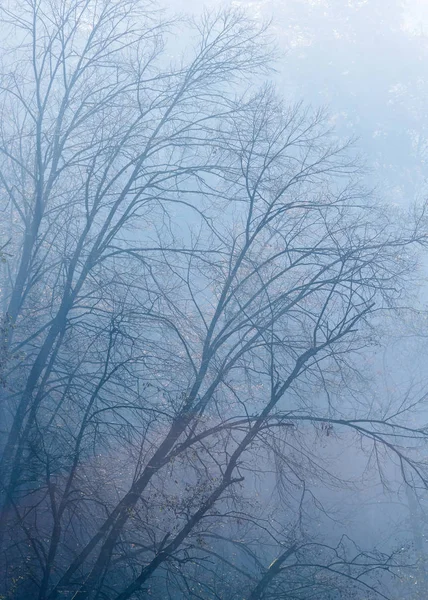 Silhouettes Effrayantes Arbres Sans Feuilles Sur Brouillard Froid Matin Automne — Photo
