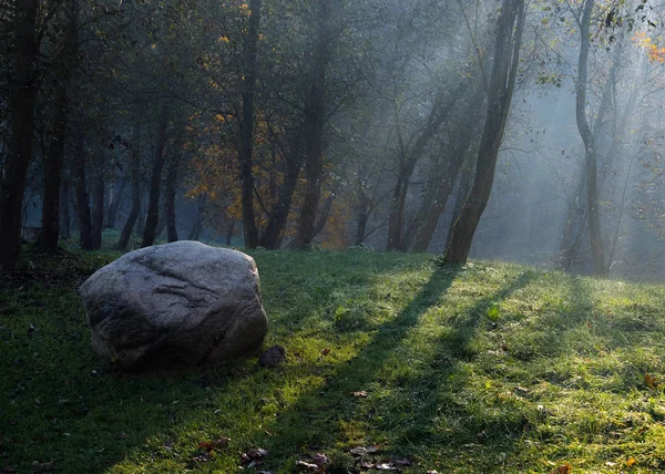 Des Rayons Soleil Dorés Pénètrent Travers Les Arbres Tôt Matin — Photo