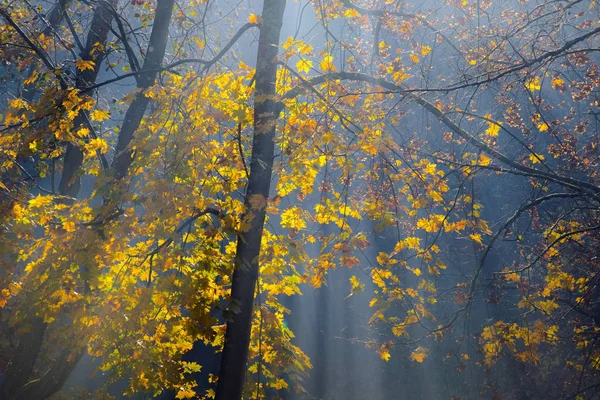 Gouden Zonnestralen Dringen Door Bomen Vroege Mistige Herfst Ochtend — Stockfoto