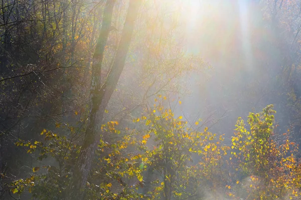 Золотые Солнечные Лучи Проникают Сквозь Деревья Ранним Туманным Осенним Утром — стоковое фото