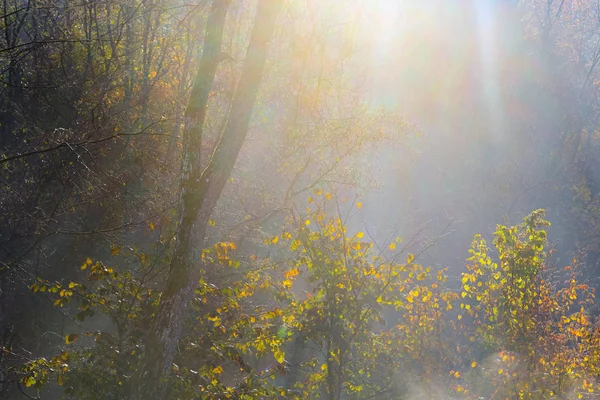 Les Rayons Soleil Doré Pénètrent Travers Les Arbres Tôt Matin — Photo