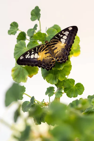 Beautiful Butterfly Green Flower Leafs Isolated Close — Stock Photo, Image