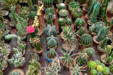 Kaktüs botanik sera üstten görünüm tablo büyük çeşitli