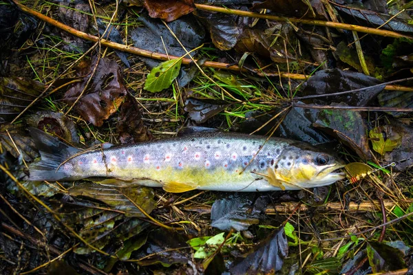 Truite Eau Douce Sur Feuillage Humide Pêche — Photo