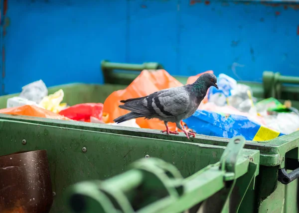 垃圾桶上的鸽子 保健问题 — 图库照片