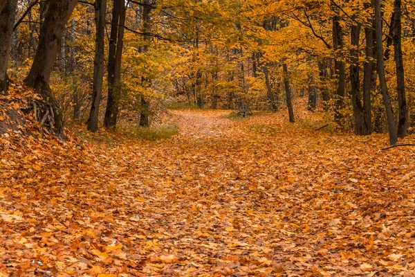 Route Automne Dans Les Bois Recouverts Feuilles Dorées — Photo