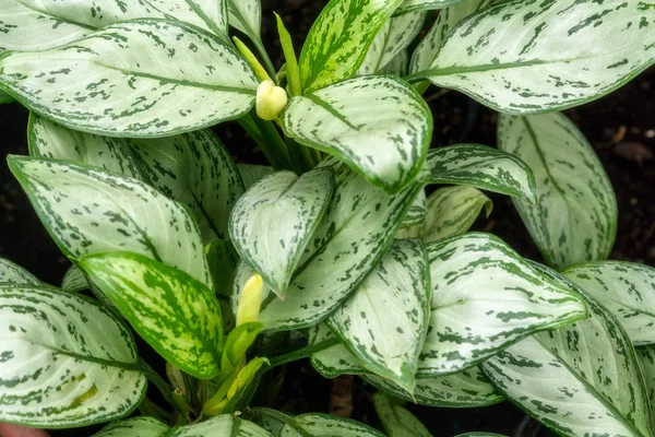 Subtropical plant leafs in botanic green house