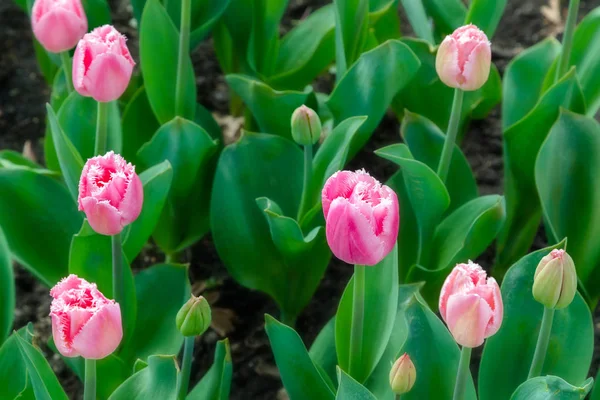 Beautiful tulip field plantation. Commercial growing of tulips in botanic garden