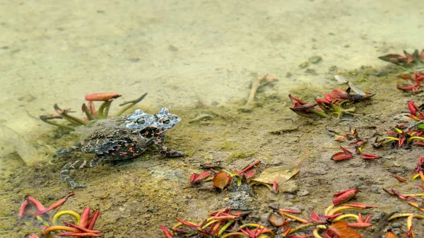 Two Frogs Mating Shallow Water Next Water Plants — Stock Photo, Image