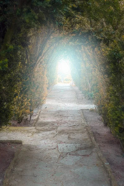 Licht am Ende des Tunnels. Grüner natürlicher Baumtunnel mit Licht am Ende — Stockfoto