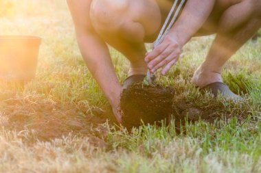 Bir ağaç dikme. Adam yerdeki bir deliğe yaz aylarında, dışarıda bahçede kazma. Çevre ve ekoloji