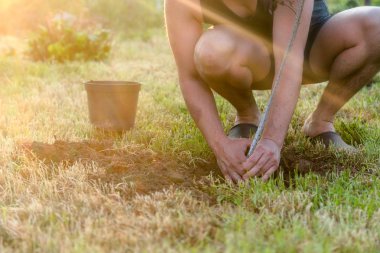 Bir ağaç dikme. Adam yerdeki bir deliğe yaz aylarında, dışarıda bahçede kazma. Çevre ve ekoloji