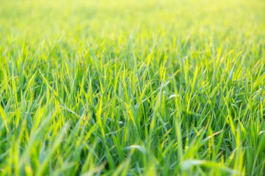 Geri yakından yeşil çim düşük açılı yaktı