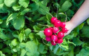 Taze ev yetiştirilen turp hasat. Büyüyen organik sebze. Kentsel Tarım