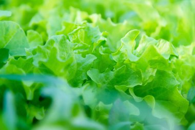 Taze ev yetiştirilen marul. Büyüyen organik sebze. Kentsel Tarım