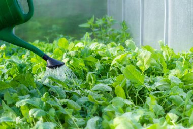 Sera sebze sulama. Büyüyen organik sebze. Kentsel Tarım