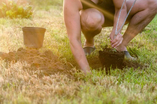 Einen Baum Pflanzen Mann Der Sommer Draußen Garten Ein Loch — Stockfoto