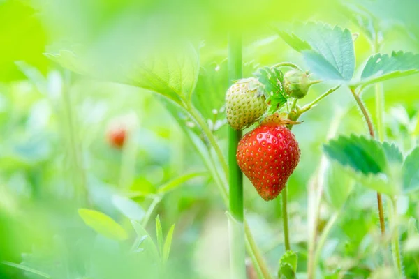 Growing Home Grown Strawberry Garden Organic Berries — Stock Photo, Image