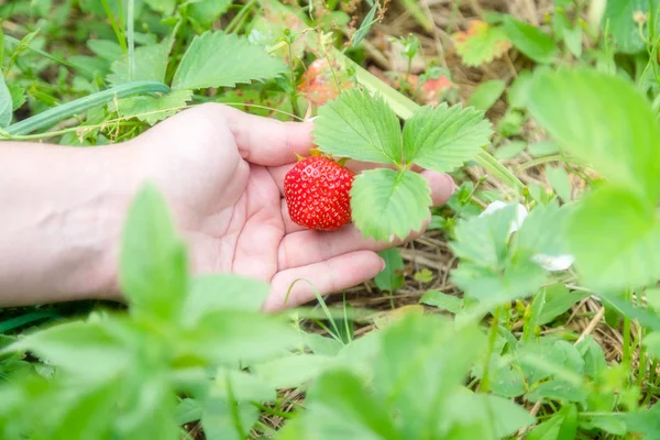 Picking Home Grown Strawberry Garden Organic Berries Hand — Stock Photo, Image