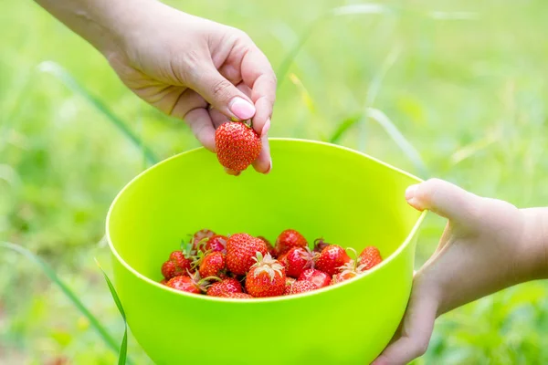 Picking Home Grown Strawberry Garden Organic Berries Hand — Stock Photo, Image