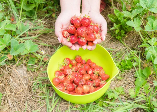 Picking Home Grown Strawberry Garden Organic Berries Hands — Stock Photo, Image