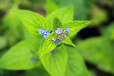 Güzel yeşil bahçesinde açık çiçek çiçek açan görünümünü kapat