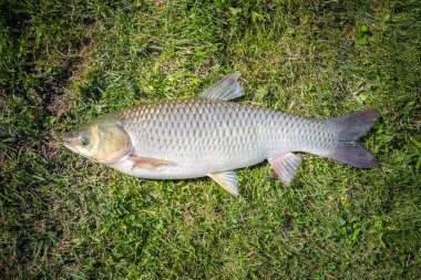 Büyük ypophthalmichthys balık yeşil çim zemin üzerine. Bu tür balık ot yiyor ve göl temizler