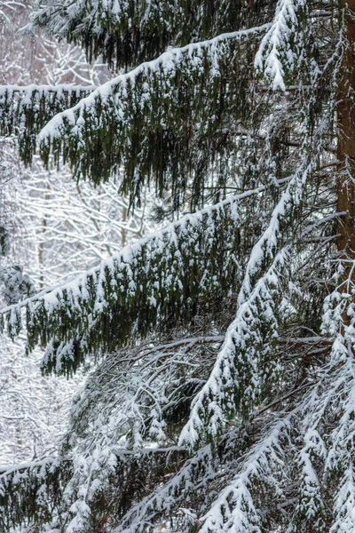 Nieve en ramas de abeto en el bosque en un día de invierno gris y frío —  Fotos de Stock