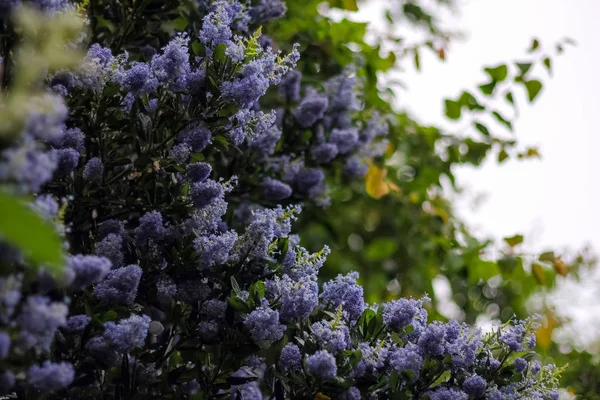 Flores Lila Florecientes Púrpuras Aire Libre Primavera Bush Jardín Botánico —  Fotos de Stock