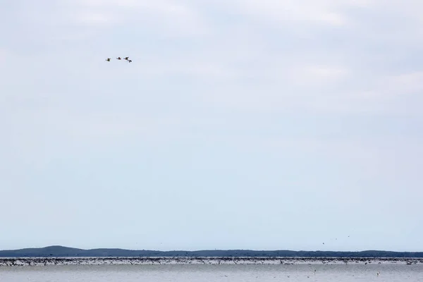 Μεταναστευτικά Πουλιά Κατά Την Πτήση Ένα Σιλουέτες Των Γερανών Βρέθηκε — Φωτογραφία Αρχείου