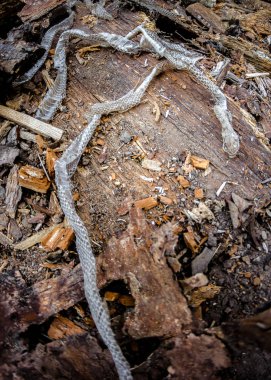 snake slough on wooden background, creepy snake skin in the wild clipart