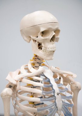 Dekoratif insan iskelet modeli ve kafatası hastanede çalışmak için ekranda