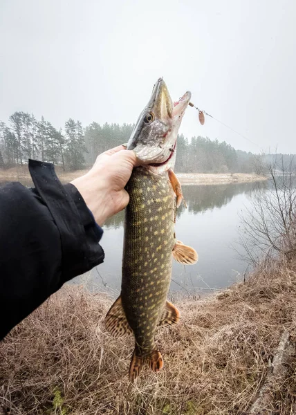 Pêche Dans Rivière Grand Brochet Bouche Ouverte Dans Main Pêcheur — Photo